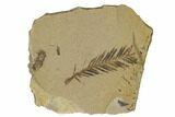 Dawn Redwood (Metasequoia) Fossil - Montana #165213-1